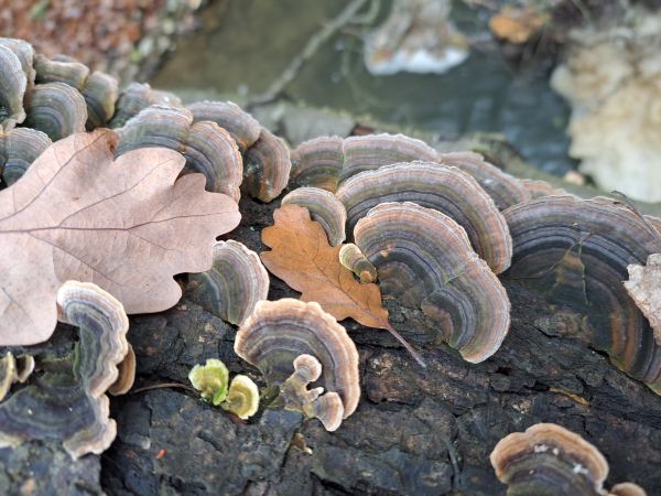 Turkey tail