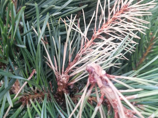 Pine shoot moth Rhyacionia buoliana 