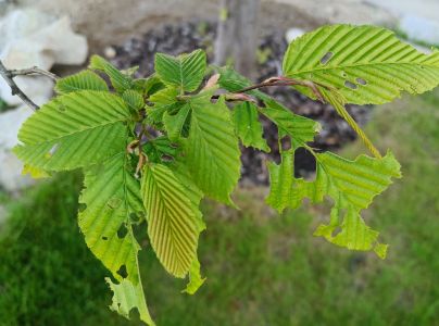 Piadivka zimn&aacute;