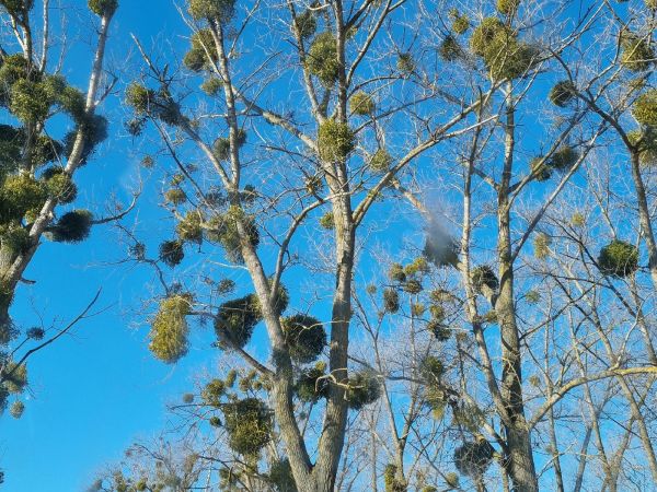 European mistletoe