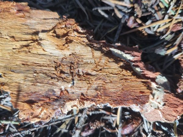 Fir bark beetle Pityokteines spinidens