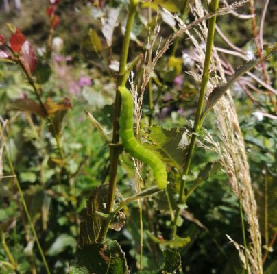 A - nie je v datab&aacute;ze