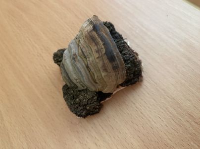 Pr&aacute;chnovec kopytovit&yacute;