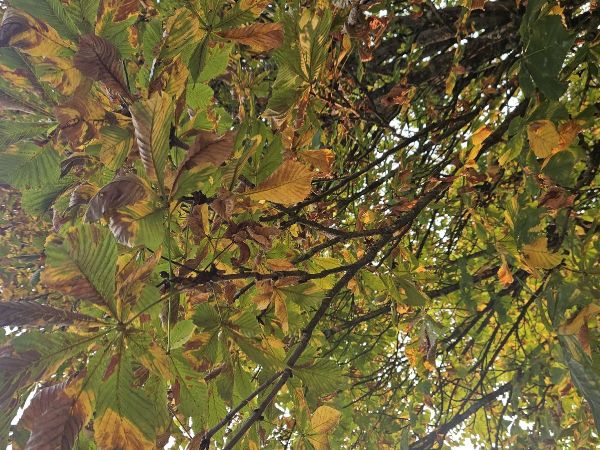 Horse-chestnut leaf blight