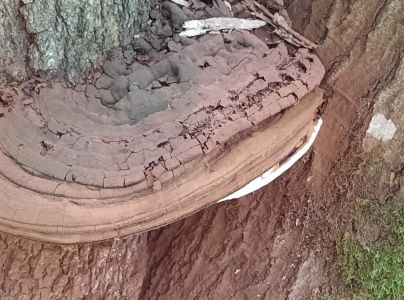 Lesklok&ocirc;rovka ploch&aacute;