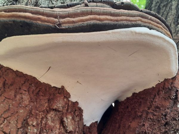 Ganoderma applanatum (= lipsiense)