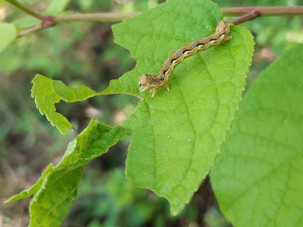 Mottled umber moth