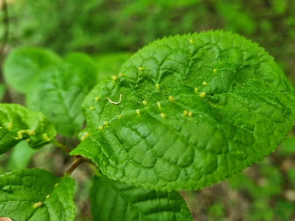 Plum leaf gall mite
