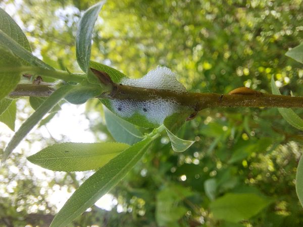 Willow spittlebug