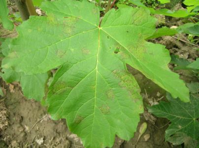 A - nejednoznačne určen&yacute;, nie sme si ist&iacute;