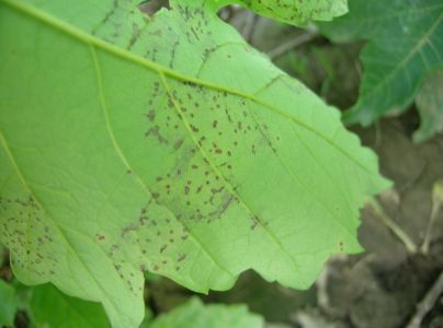 A - nejednoznačne určen&yacute;, nie sme si ist&iacute;