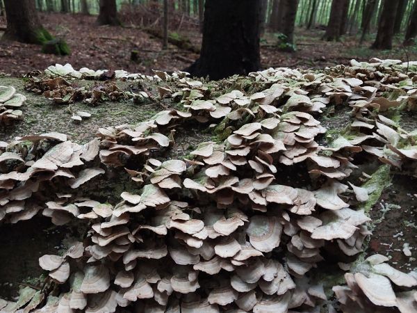 Yellow curtain crust