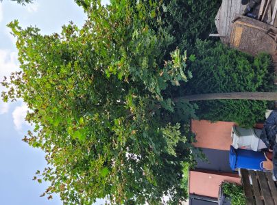 Antrakn&oacute;za krivoľak&aacute;