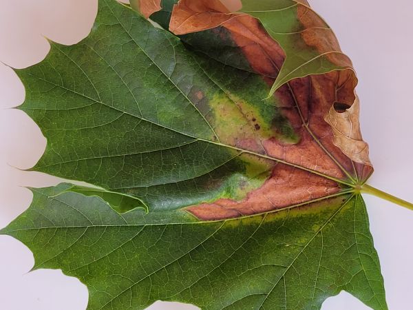 Oak anthracnose