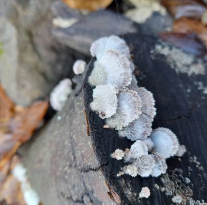 Schizophyllum commune