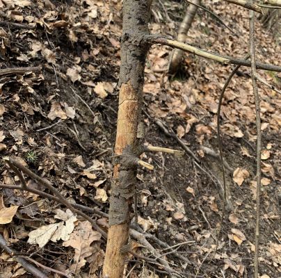 Pityokteines vorontzovi