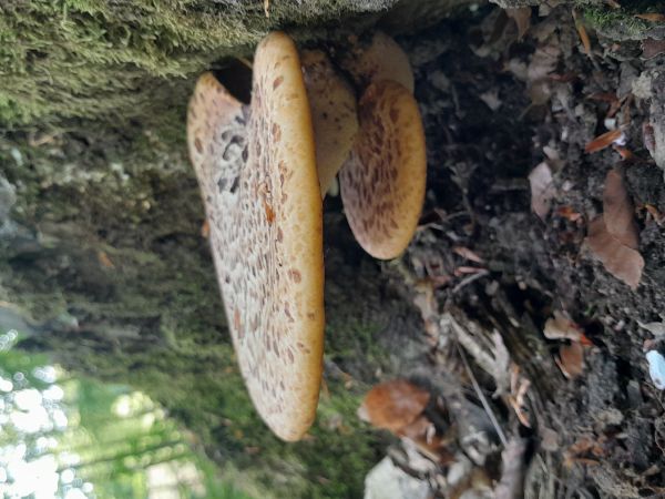 Shaggy pholiota