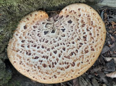 &Scaron;upinovka &scaron;upinat&aacute;