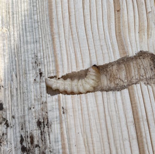 Adriana Majeríková