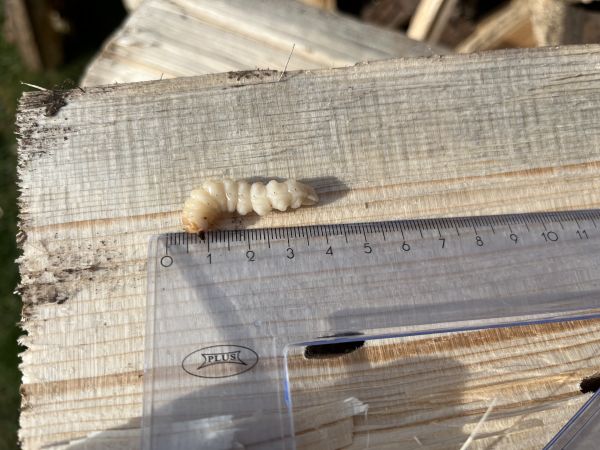 Small white-marmorated longicorn