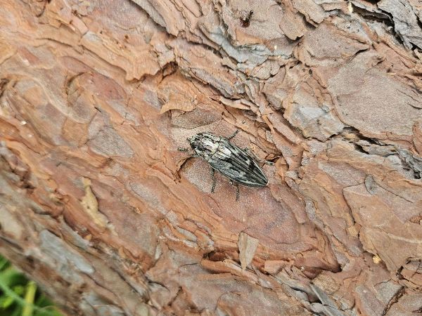 Flatheaded pine borer