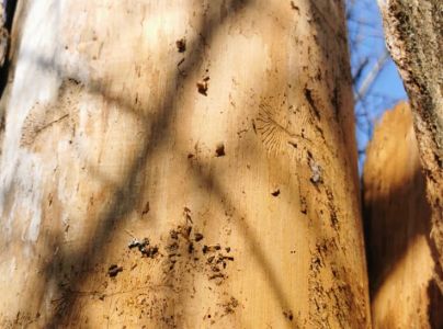 Lykokaz jaseňov&yacute;