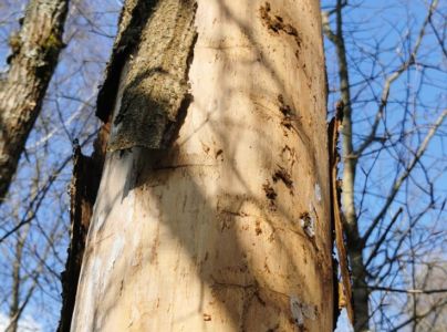 Lykokaz jaseňov&yacute;