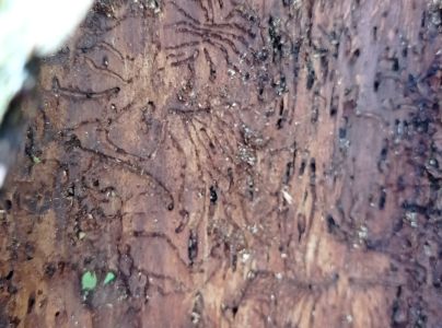 Lykožr&uacute;t leskl&yacute; 