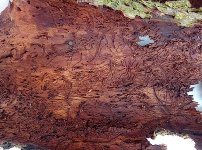 Lykožr&uacute;t leskl&yacute; 