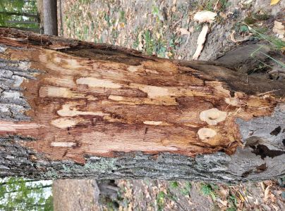 Ak&uacute;tne hynutie dubov