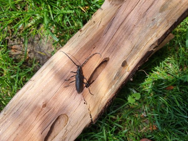 Long-horned beetle Cerambyx scopolii