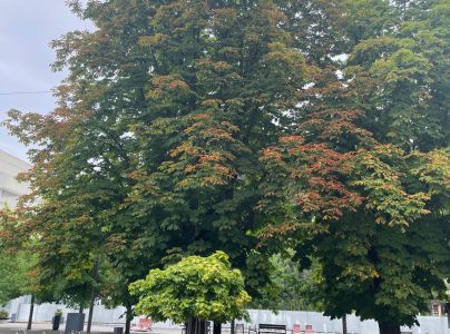 Antrakn&oacute;za paga&scaron;tanov&aacute;