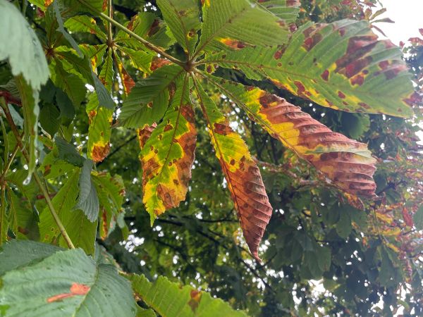 Horse-chestnut leaf blight