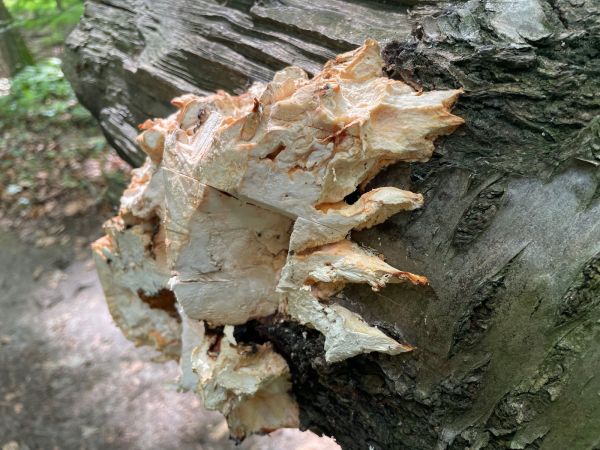 Sulphur fungus rot