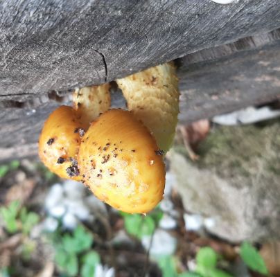 A - nie je v datab&aacute;ze