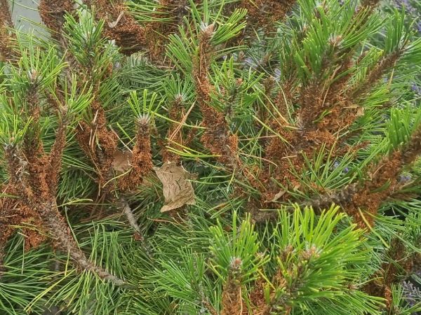 Web-spinning pine-sawfly