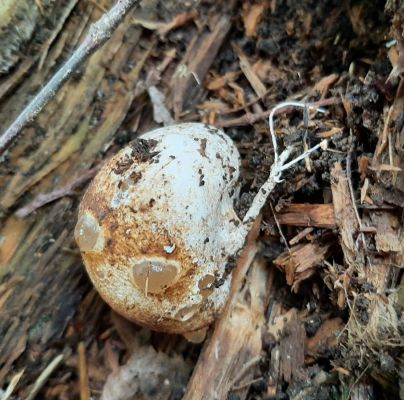 A - nejednoznačne určen&yacute;, nie sme si ist&iacute;