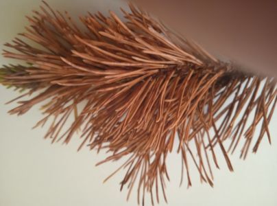 Sypavka borovicov&aacute;