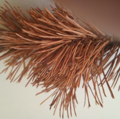 Lophodermium pinastri 