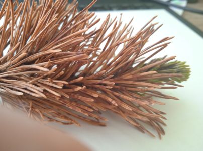 Sypavka borovicov&aacute;