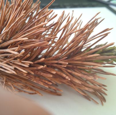 Lophodermium pinastri 