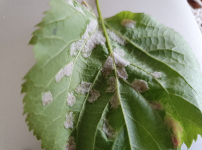 Roztoč Eriophyes leiosoma = exilis