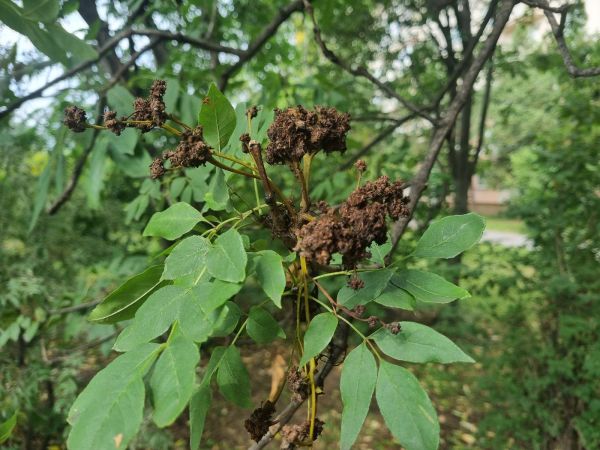 Mite Aceria fraxinivora