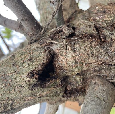 A - nejednoznačne určen&yacute;, nie sme si ist&iacute;