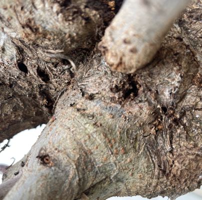 A - nejednoznačne určen&yacute;, nie sme si ist&iacute;