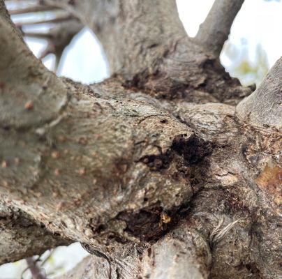 A - nejednoznačne určen&yacute;, nie sme si ist&iacute;