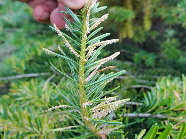 Fir fireweed rust