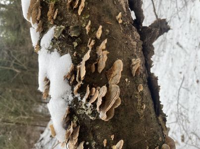 Trúdnikovec pestrý