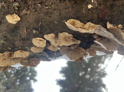 Trúdnikovec pestrý