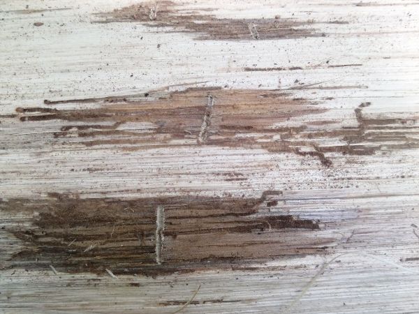 European oak bark beetle